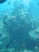 unterwasser04