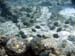 unterwasser61
