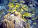 unterwasser72